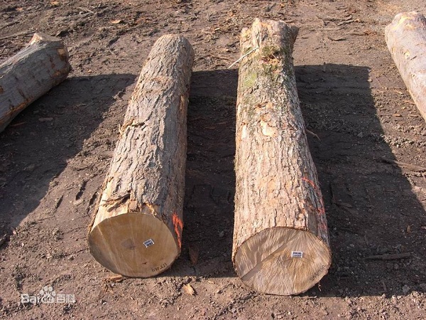 籃球館實木地板圖片